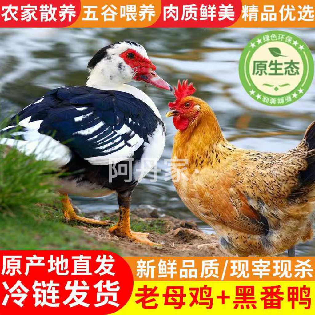 【阿丹家1】农家3只3年黄油老母鸡+1只4斤番鸭 4只净重10-11斤