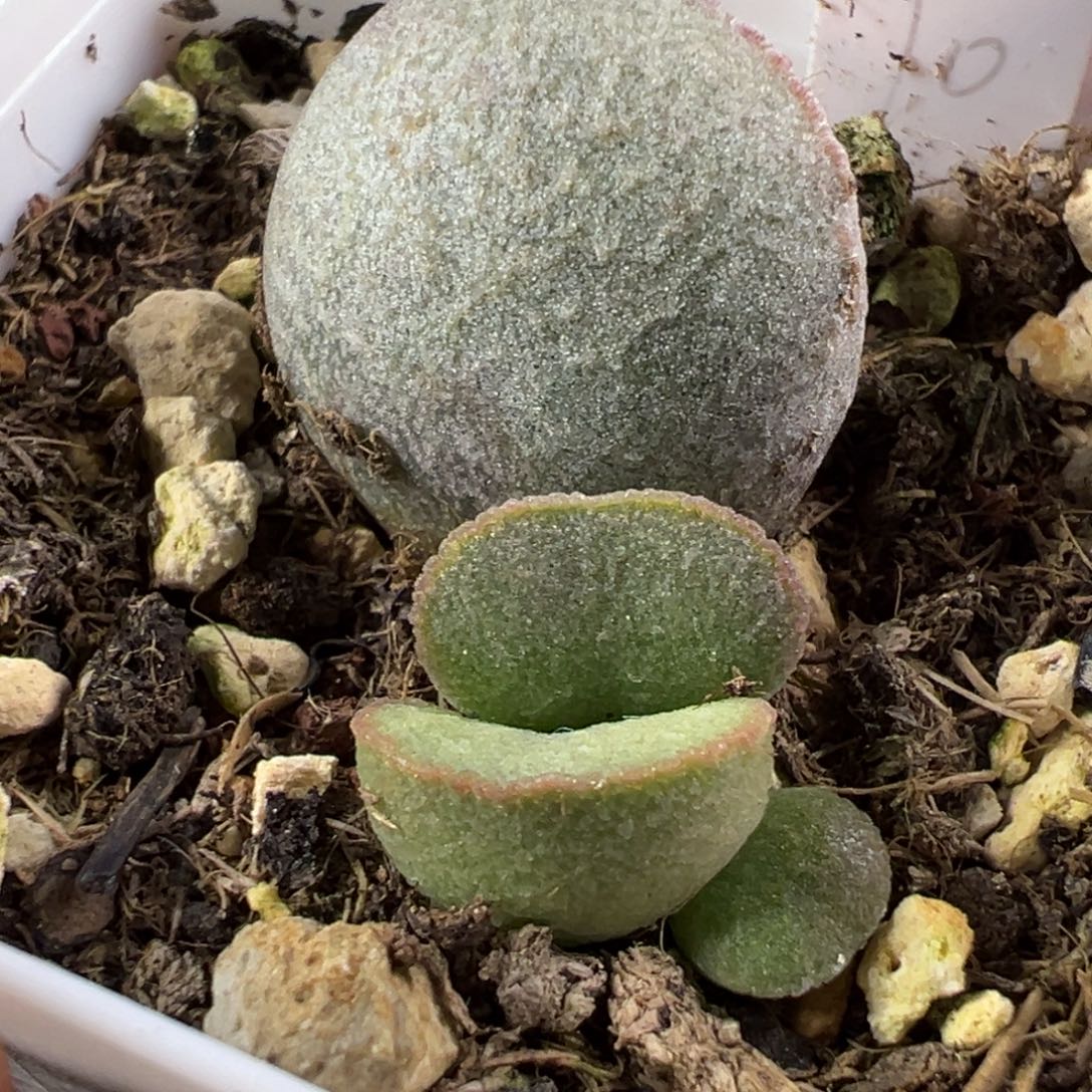 霓虹水泡多肉植物水泡