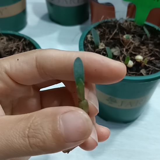 顺***8无花朵特色花卉君子兰小苗君