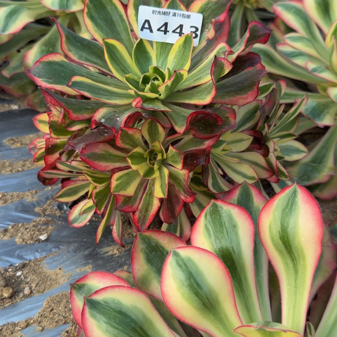 443魅影。多肉植物