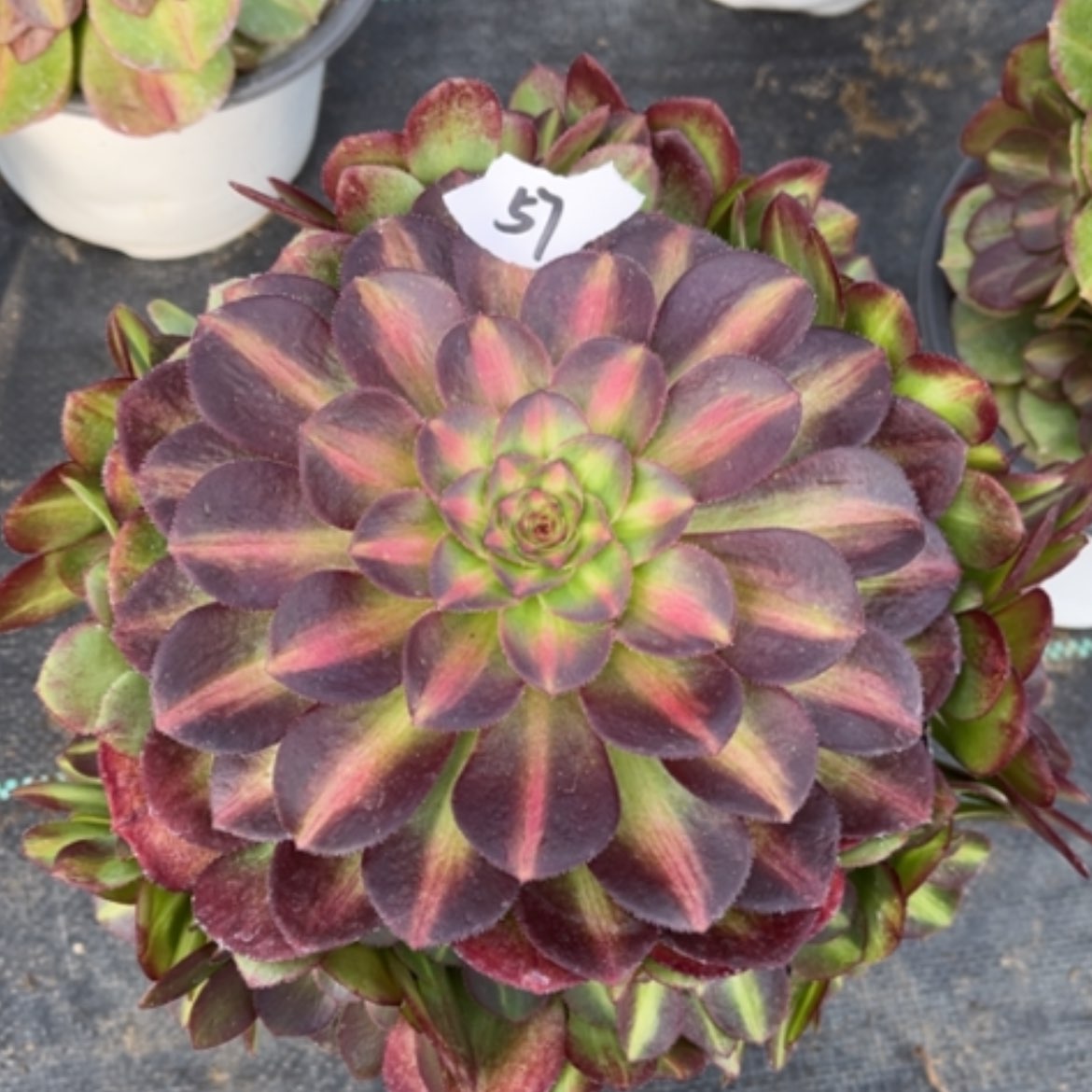 【闪购商品】57倾城中班多肉法师