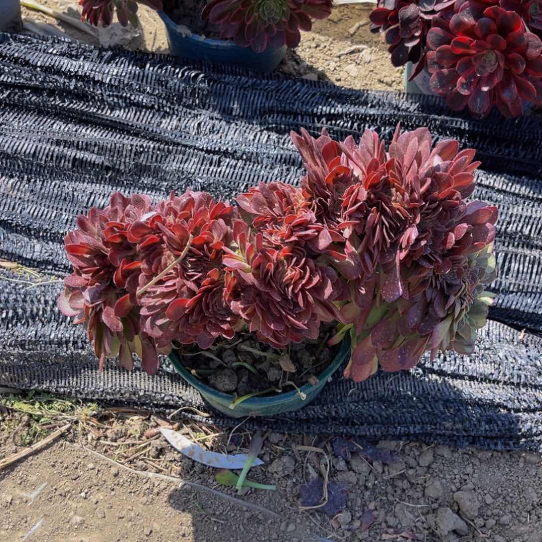 万圣节法师缀5外