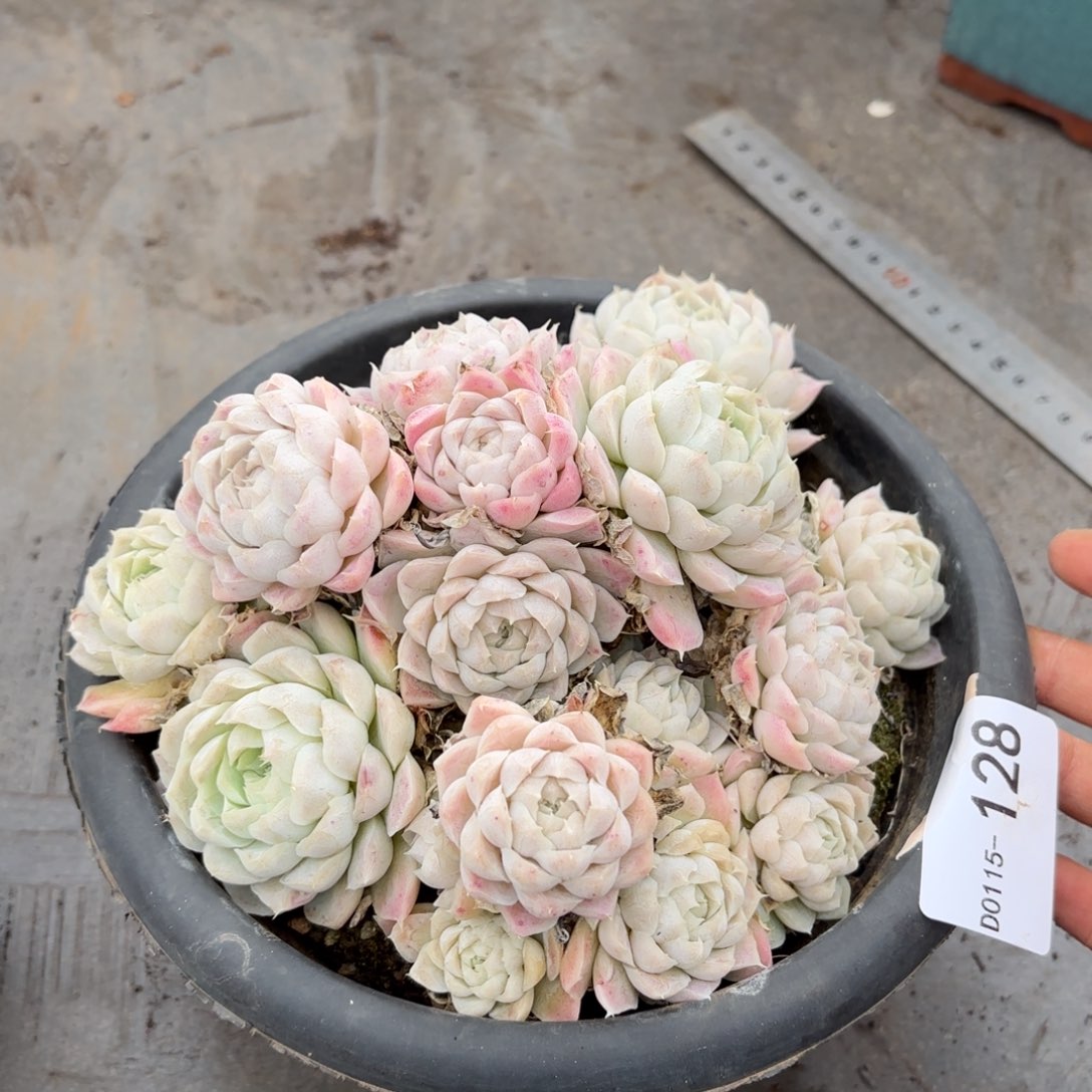 同温层多肉白月影128