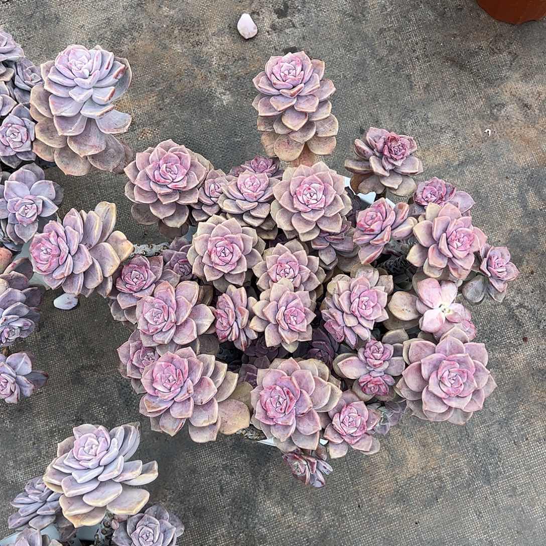 红色石化紫乐，一物一拍