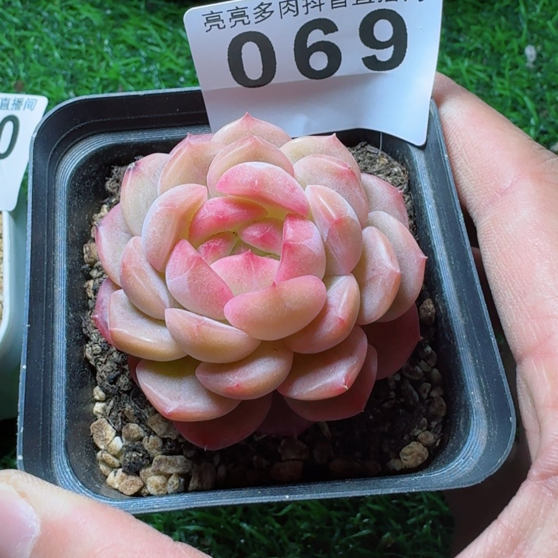 琴心         精品多肉