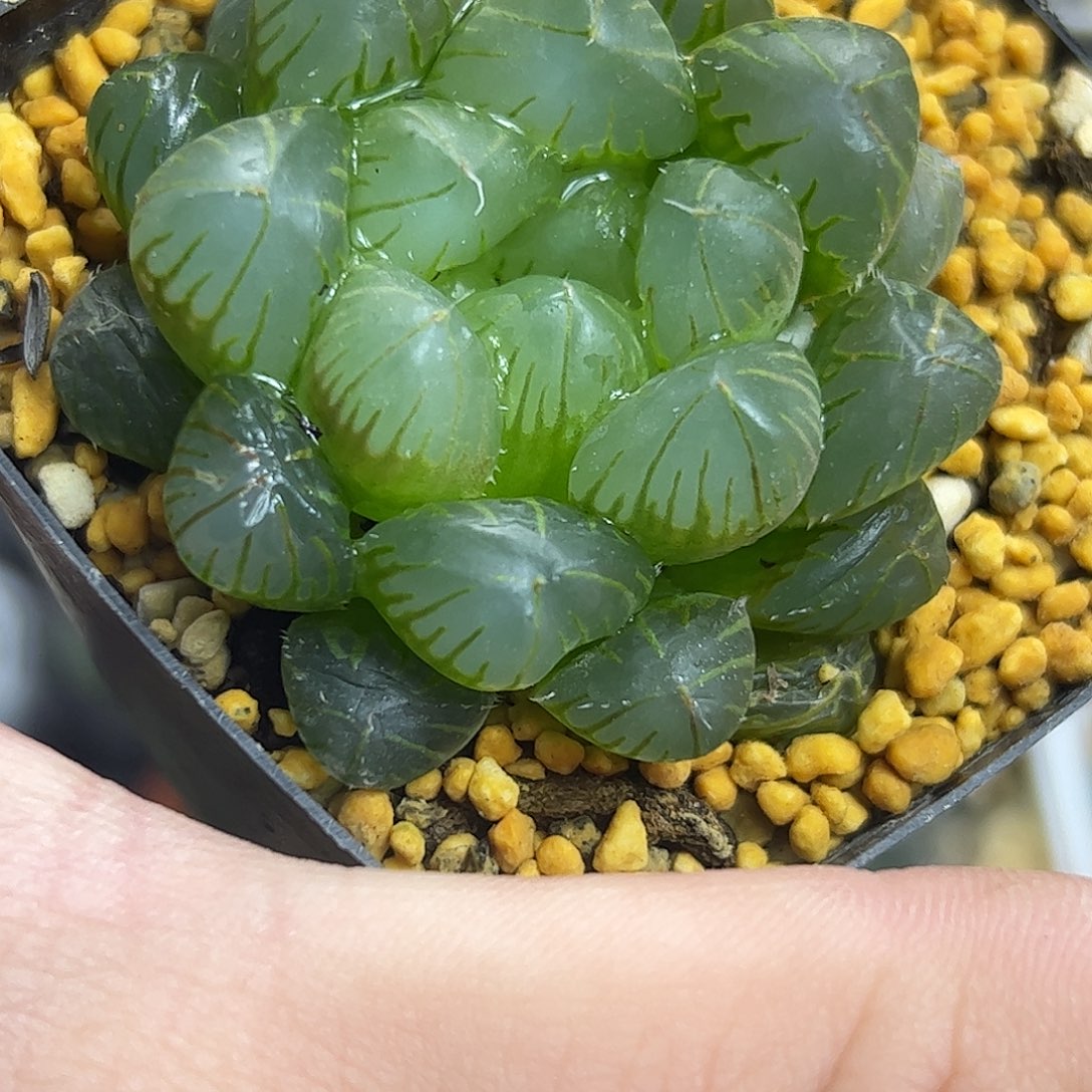 红红火火恍恍惚惚