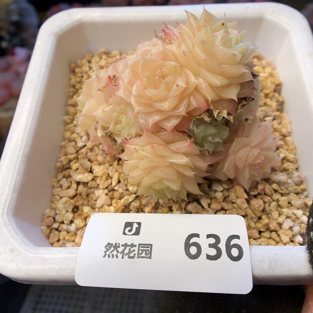636麦杆多肉植物66666