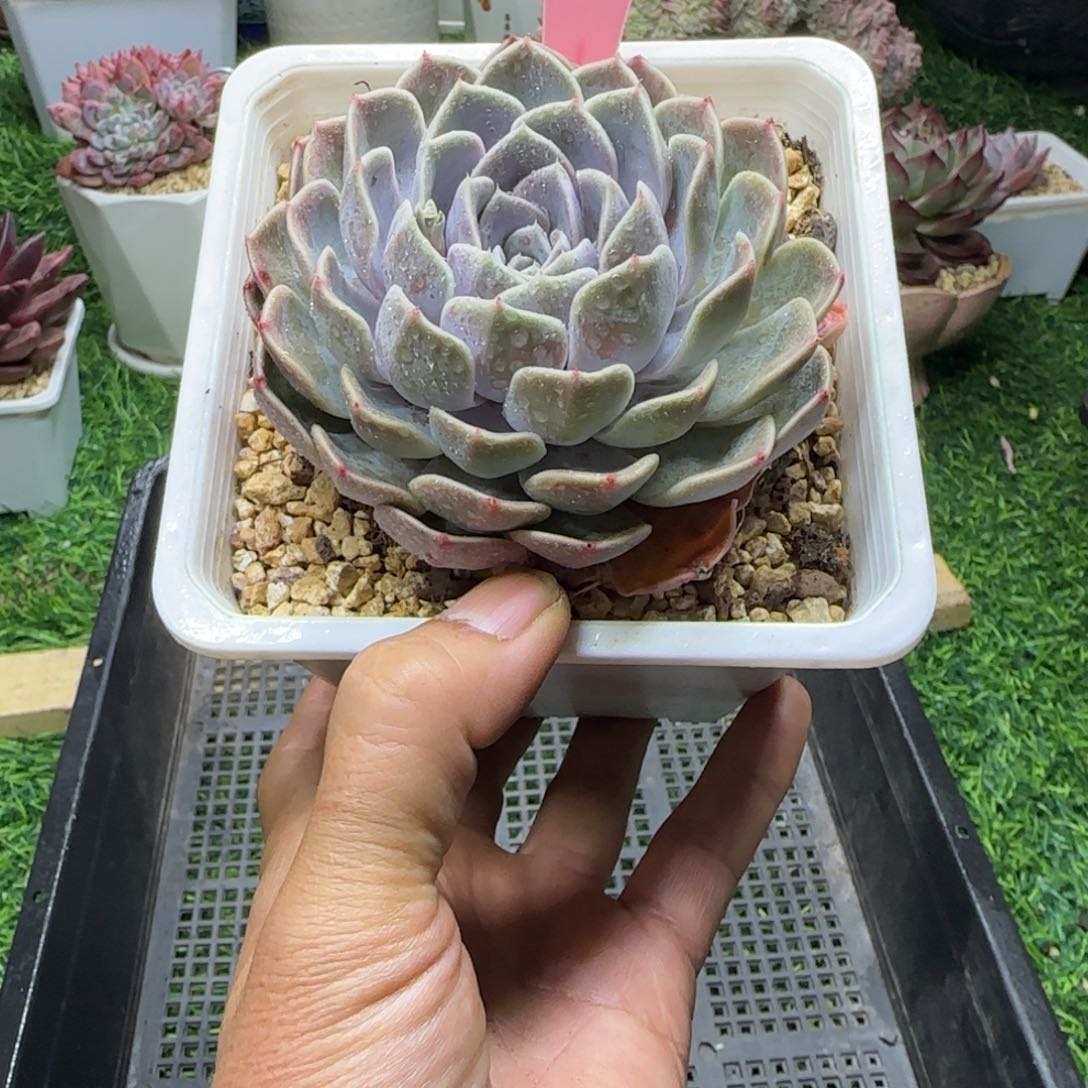 锦安多肉精品植物233