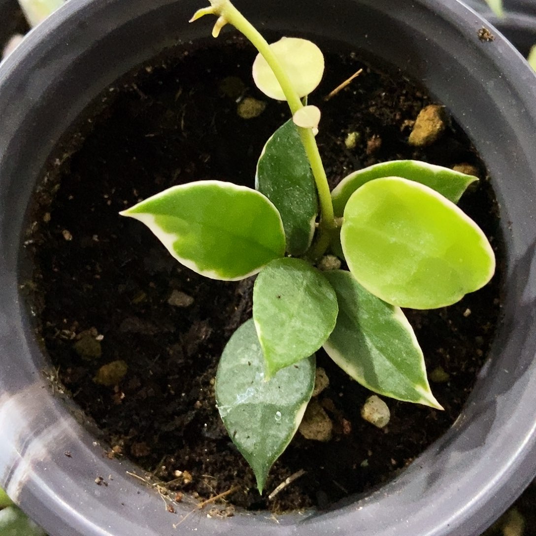 完全开放阿萨米球兰29