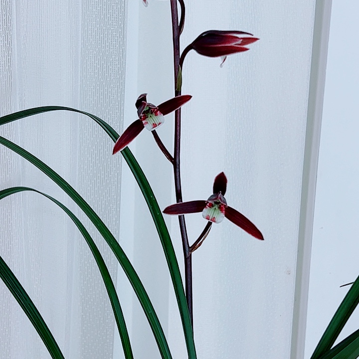 泡***糖完全开放一物一拍