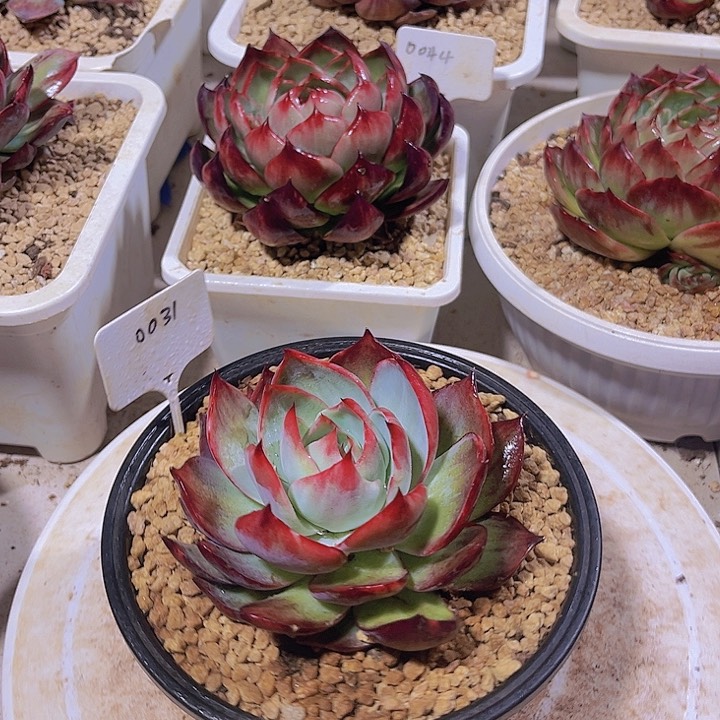 惊鸿仙子多肉植物31