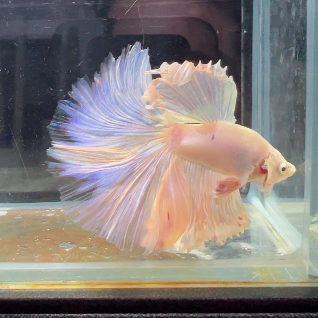 斗鱼浅色特殊尾hhhh