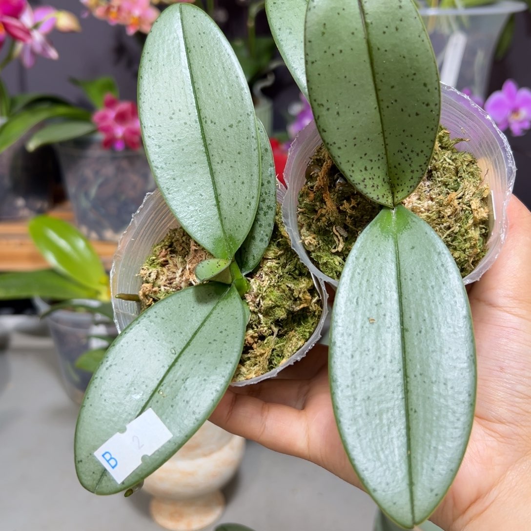 ****丶当前无花栽培后可以开花