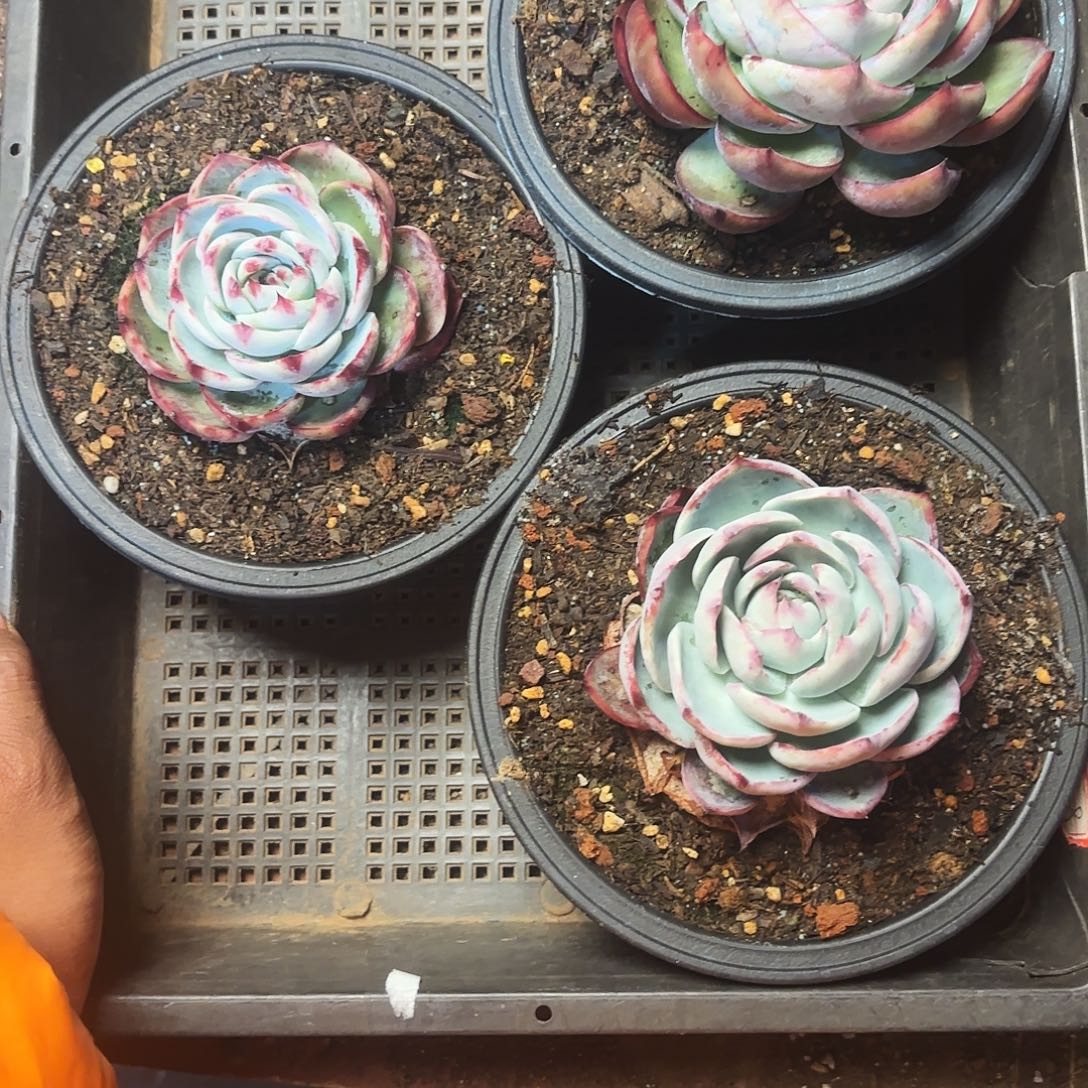 不***予三颗金红wwwwwwwwww