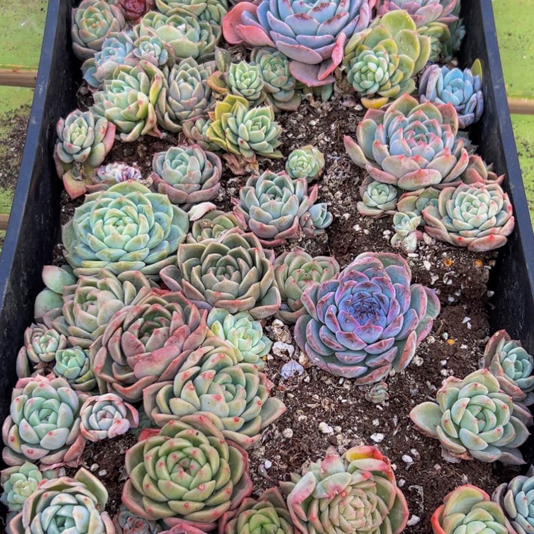 257多肉葡萄的味道是m