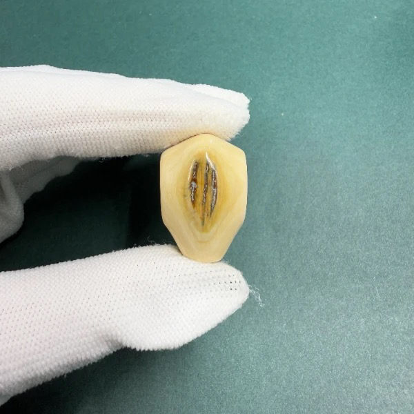 H5751猛犸鲨鱼背三通