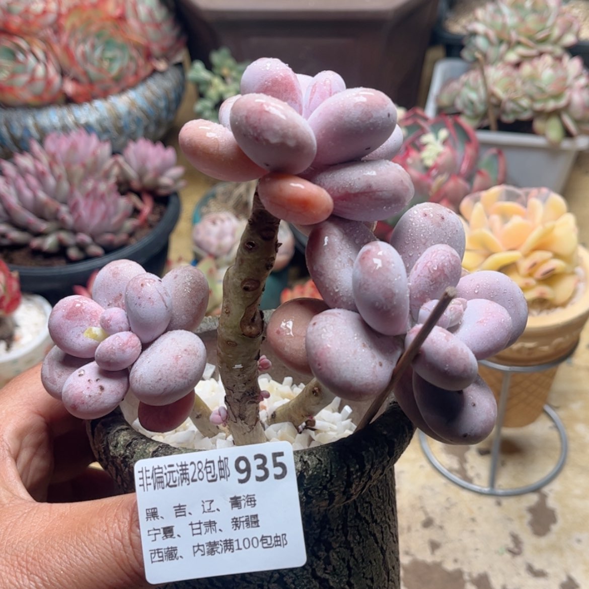 【闪购商品】935鸡蛋美人微瑕