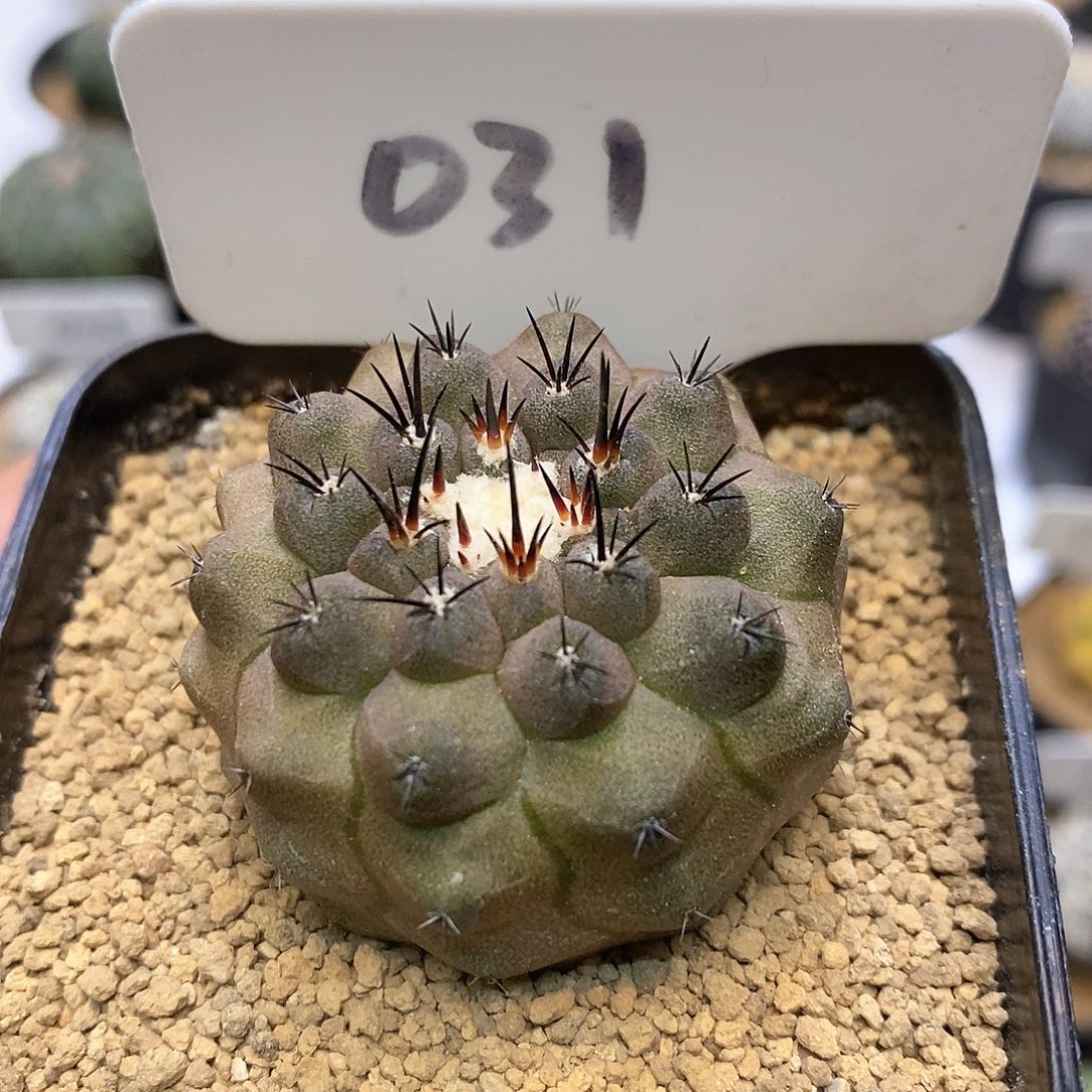 福利龙爪福利了特价来了