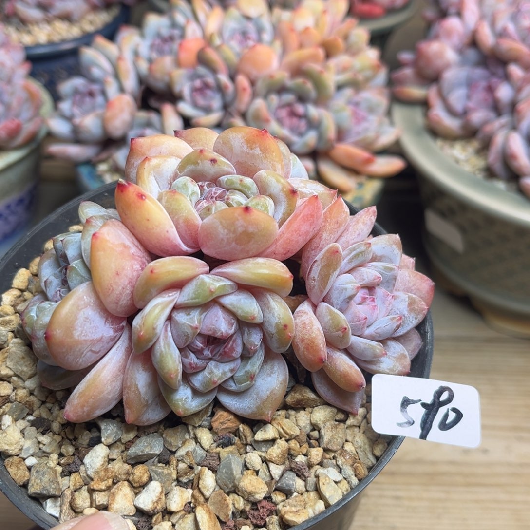 绿底紫心590/10cm5头