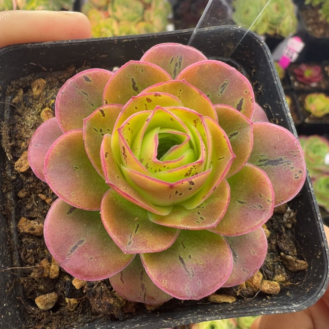 L45半城玫瑰花雨橦