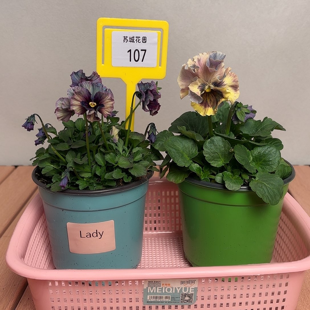 大部分开放少量花苞107