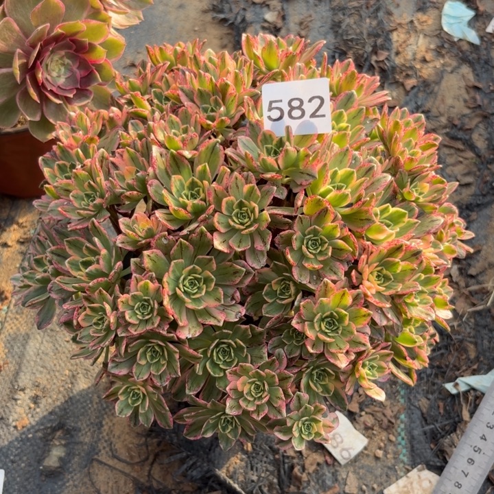 甜茶多肉植物不包损582