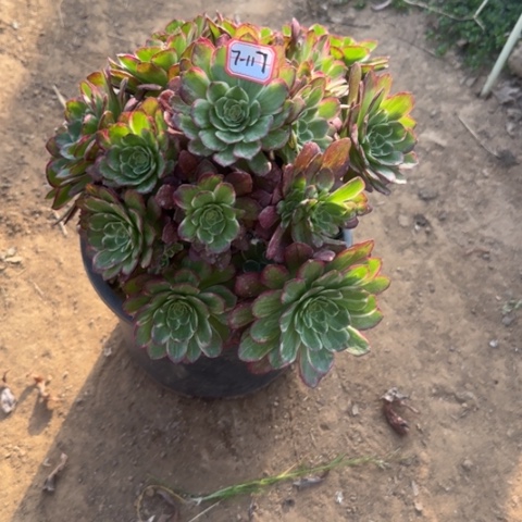 7-117莲花清棚处理不售后多肉