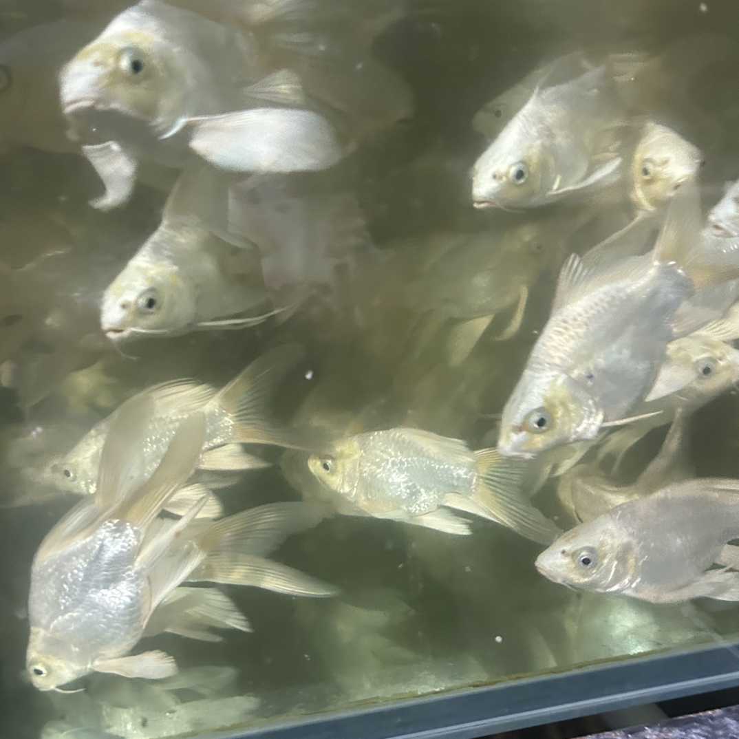 短身白色蝴蝶鲤大鳍大尾观赏鱼冷水鱼水族宠物
