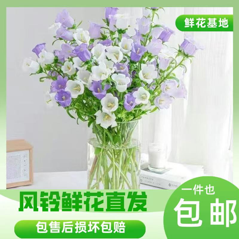 风铃花云南基地直发花瓶水养速递插花铃铛白色紫色水培鲜切花花束
