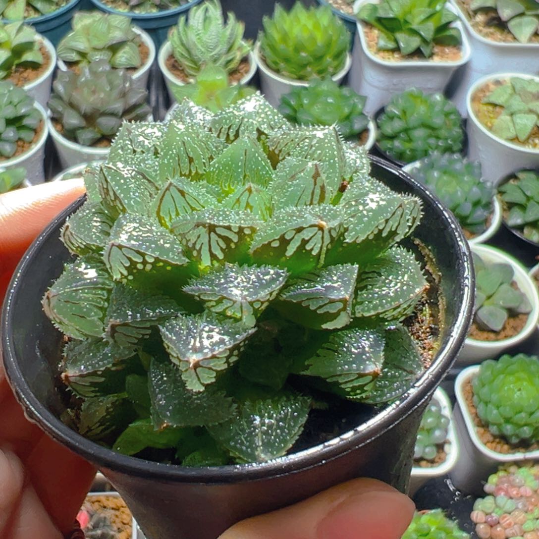 魔刺寿多肉多肉多肉万象盆