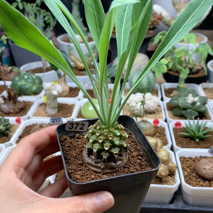 铁甲丸实生带盆3.5cm
