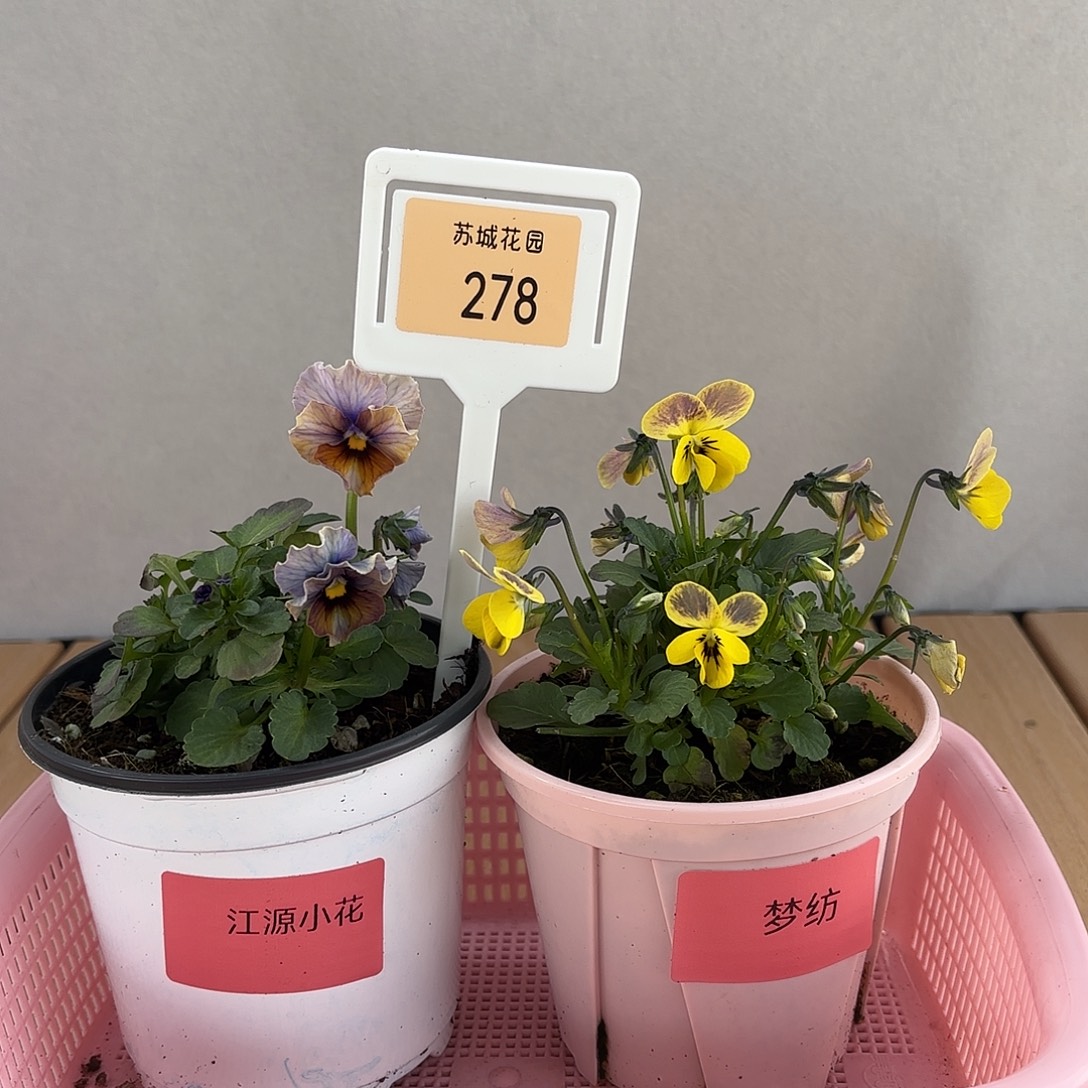 大部分开放少量花苞278