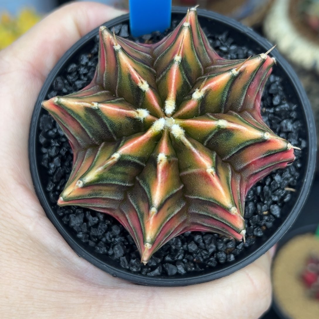 154实生肋骨锦，带盆土发货