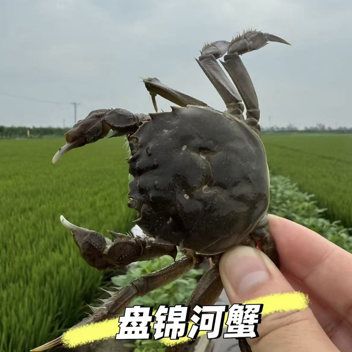 活蟹稻田蟹1.5两2斤13只免费加工
