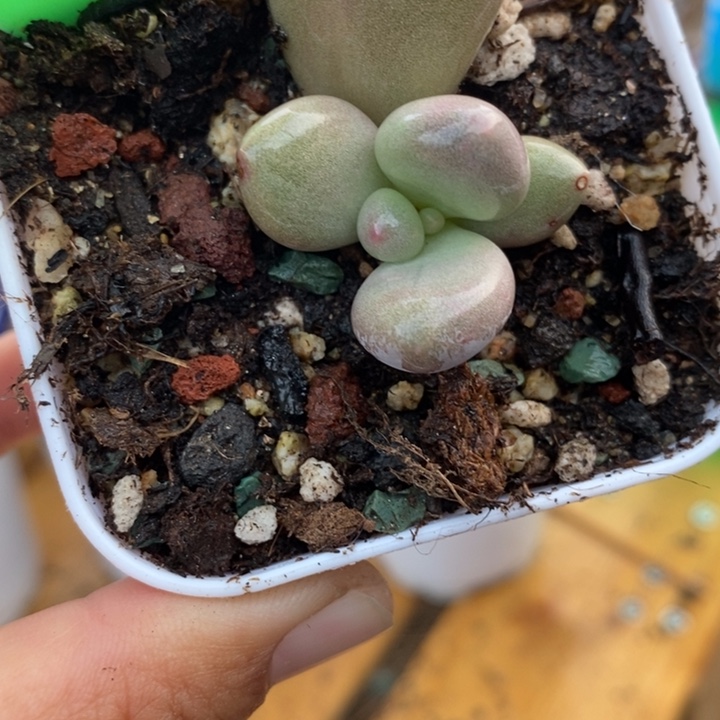 582黄金鸡蛋大叶奶，锦基因的暗锦苗