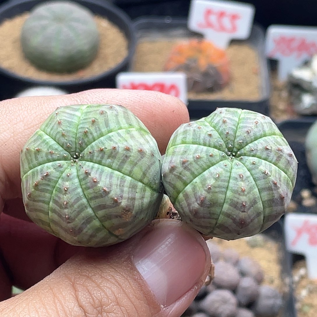 K***n实生双头欧系布纹球仙人球