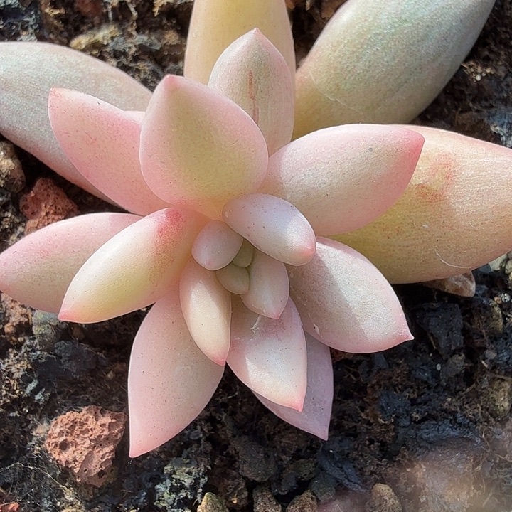 洋***儿流纱美人锦多肉锦