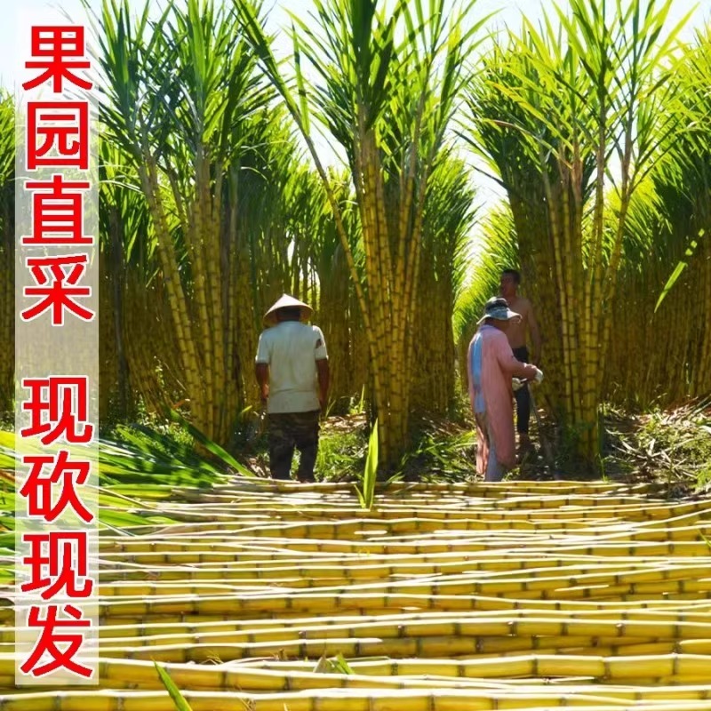 今天大降价】云南黄金甘蔗当季新鲜水果产地直发青黄皮脆皮9斤