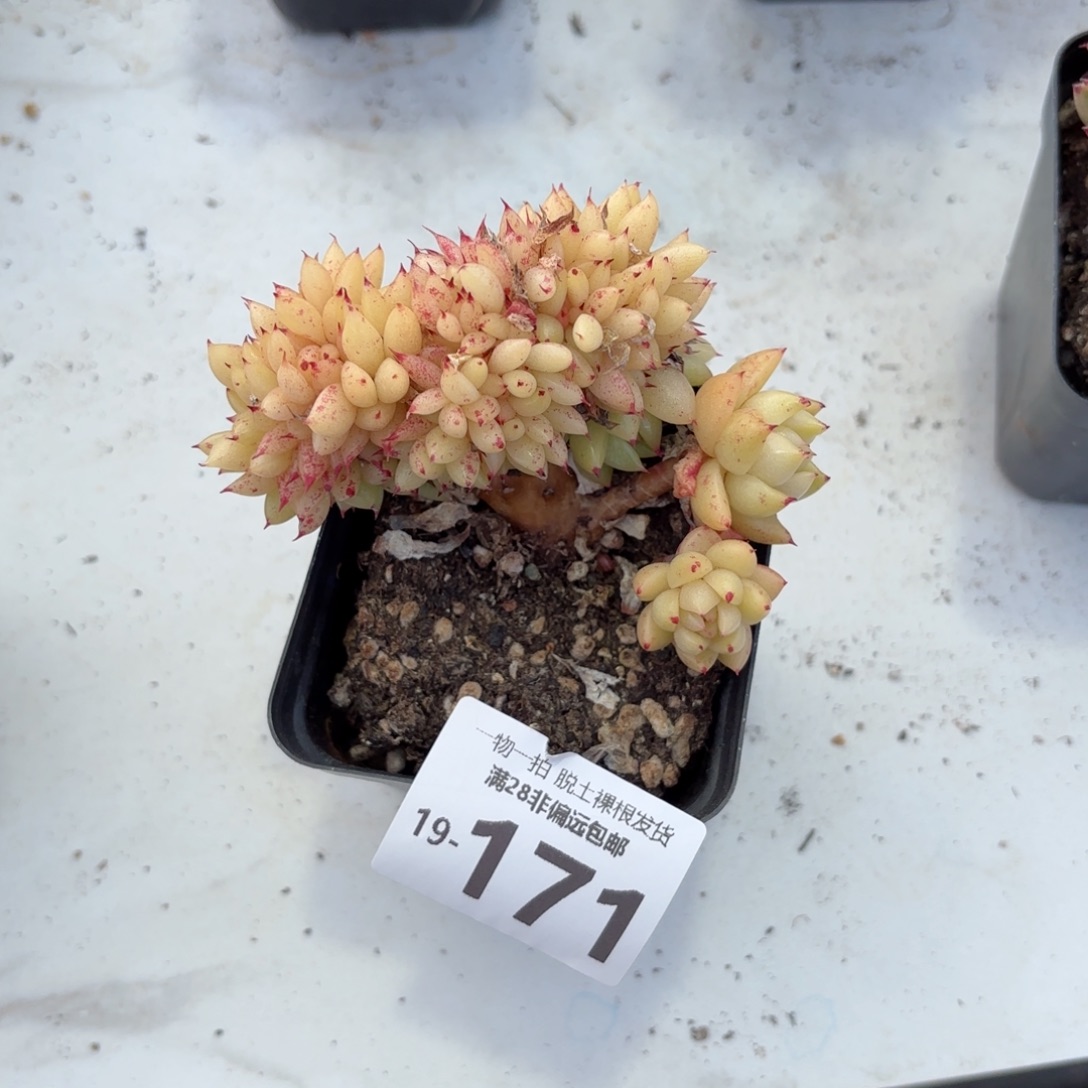 虎鲸缀化多肉多肉多肉