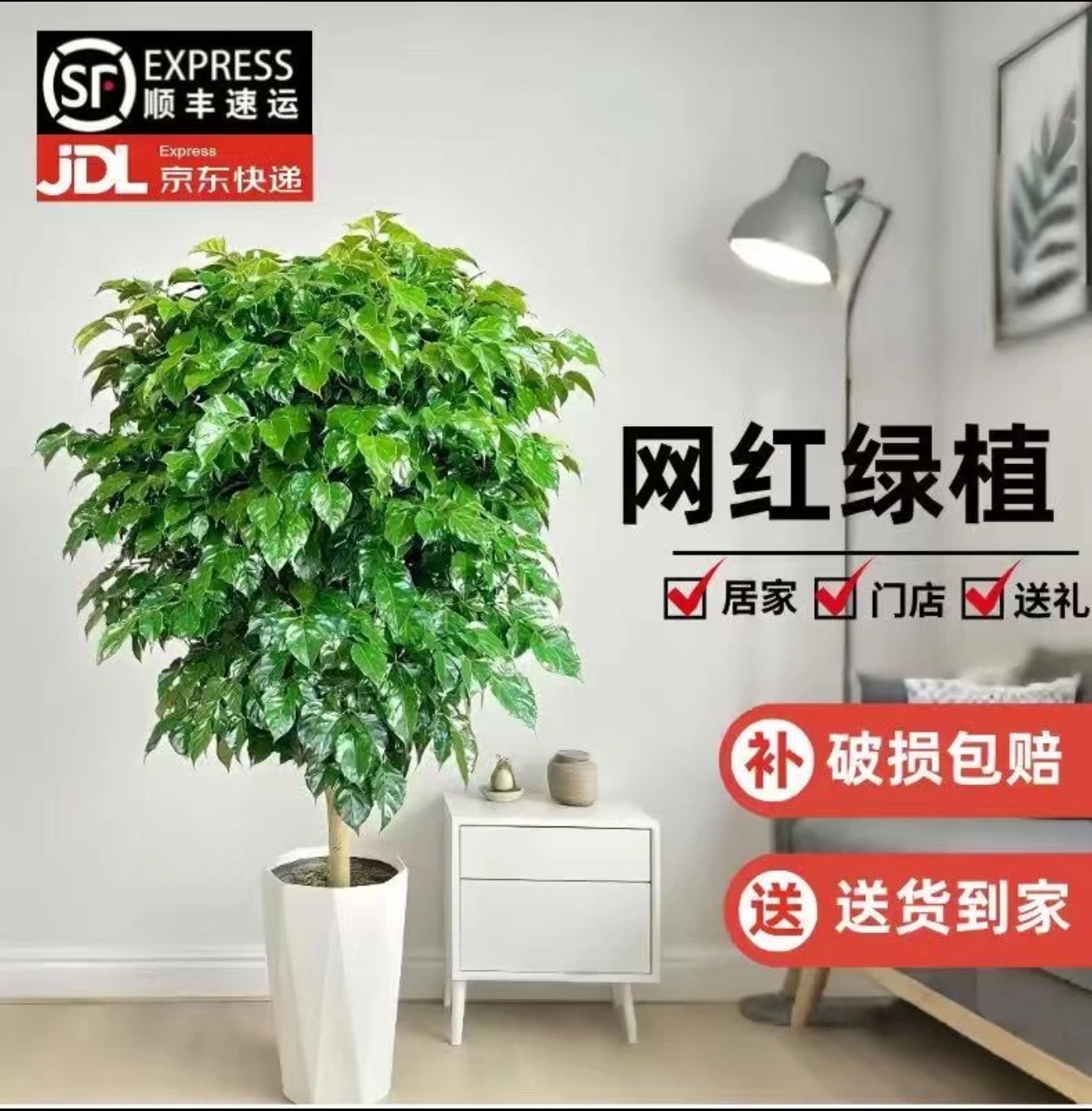【1.1-1.3米独杆棒棒糖幸福树】顺丰/京东包邮四季常青吸醛净化空气