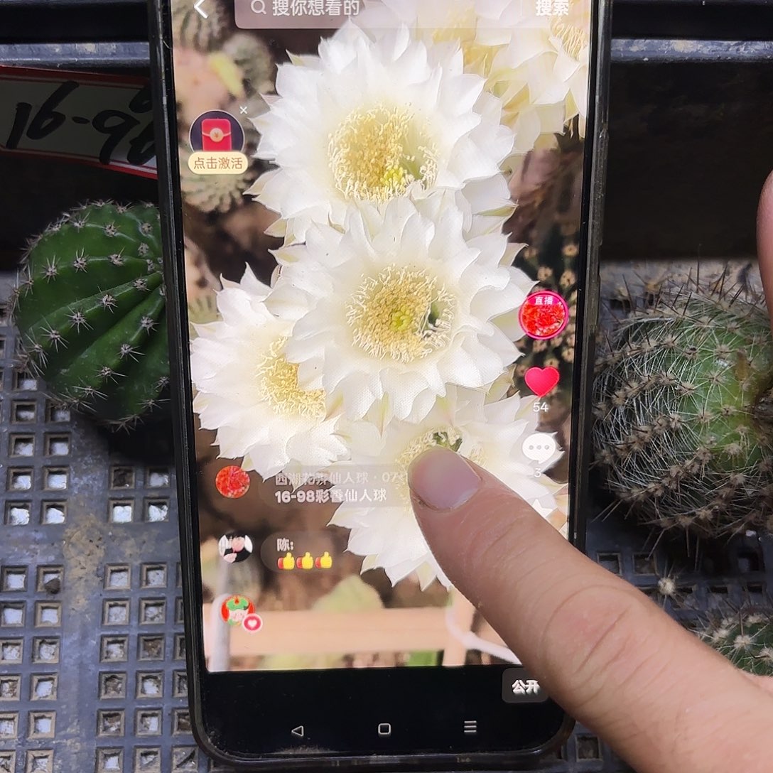 16-98彩侧牙20包邮56