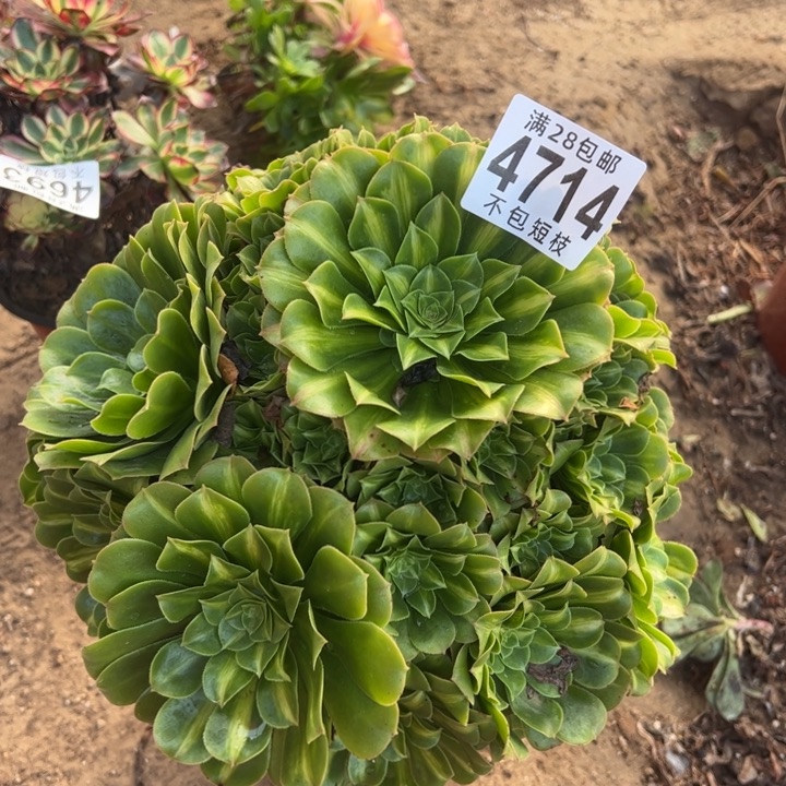 琉璃多肉植物法师4714