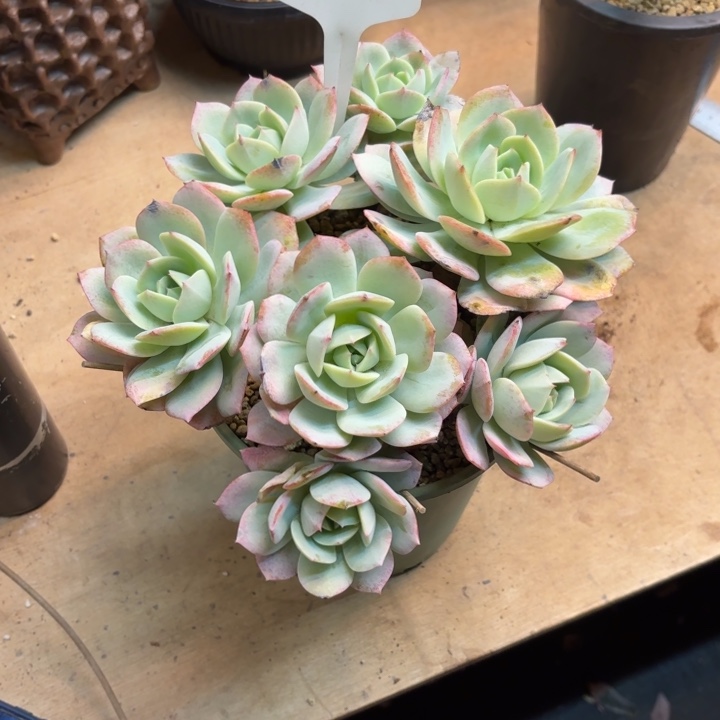 多肉植物，恋曲32号