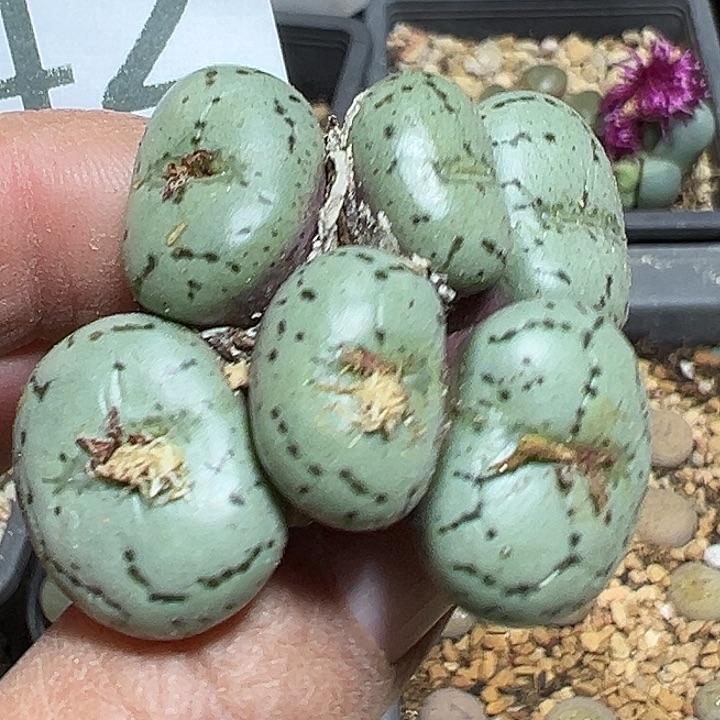 242号安贞多肉植物