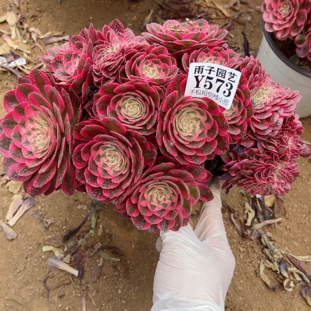 573倾城缀化尺寸25左右