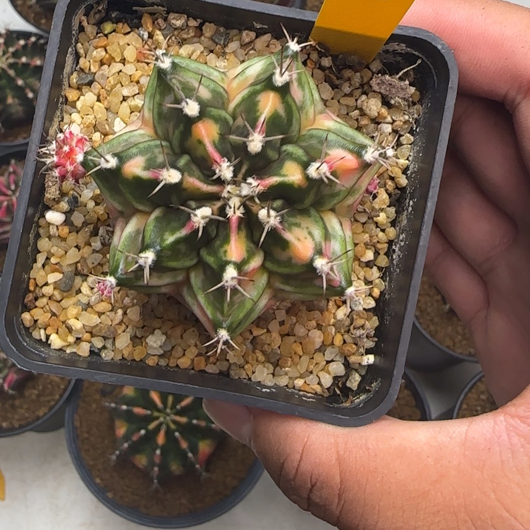 104-1229泰国发货多肉