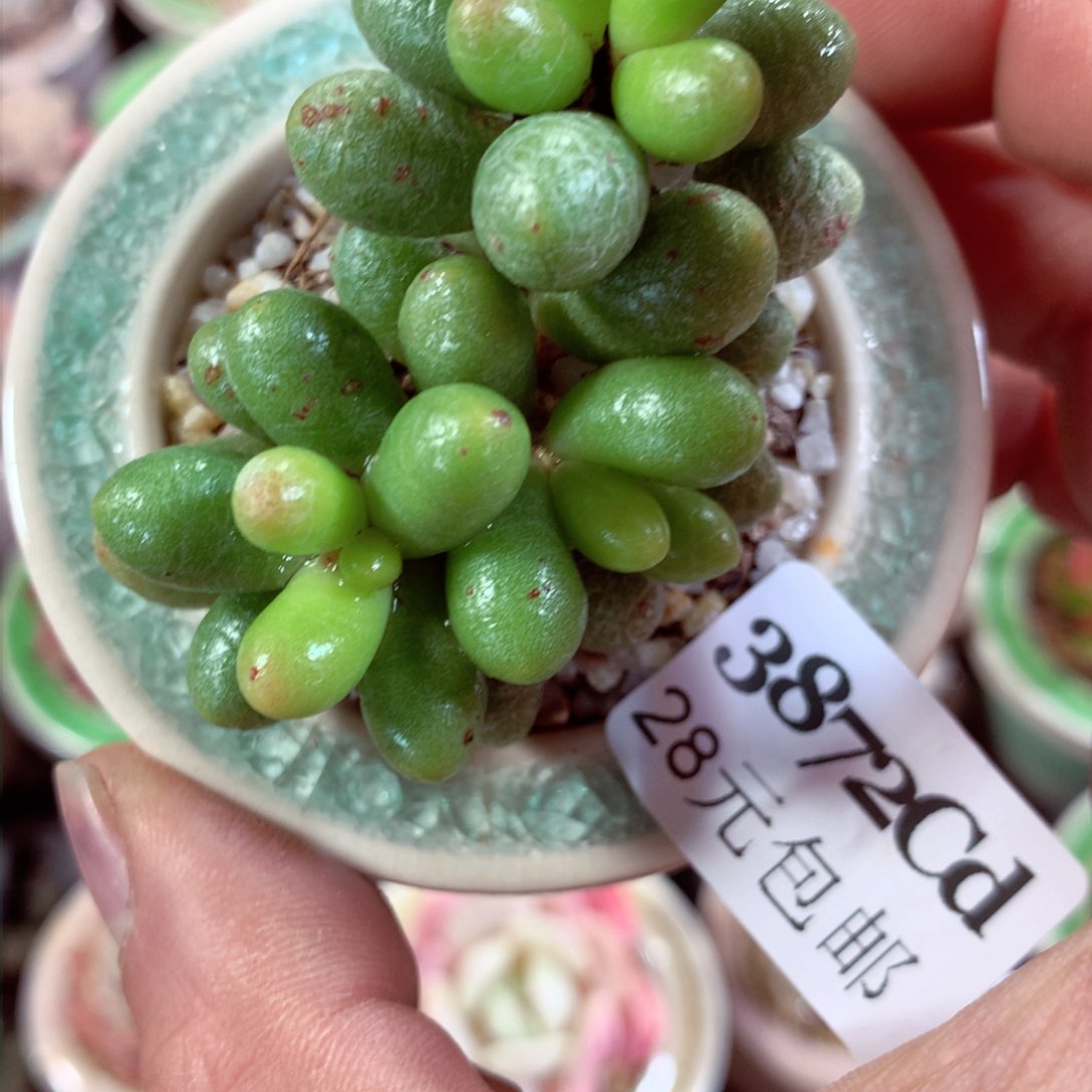 5厘米盆精控多肉3872