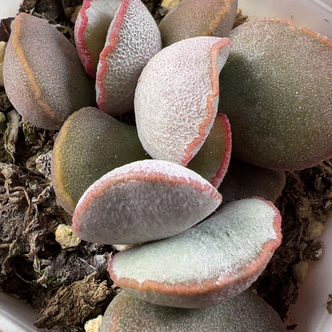 Rose磨砂蛋水泡多肉植物