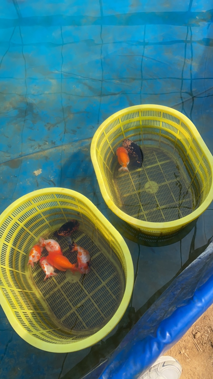 兰寿种鱼15厘米加