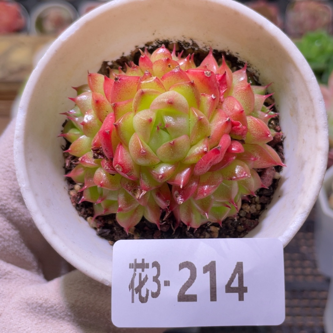 花利美3-214海王群